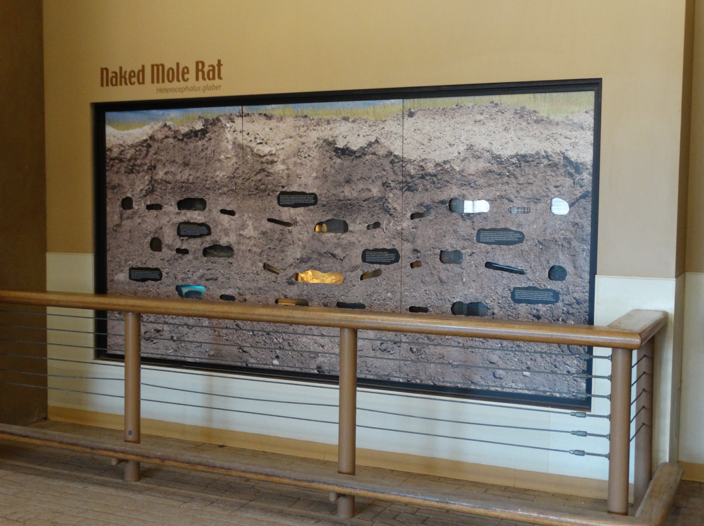 Mar. 2018 - Tembo Trail - Naked Mole Rat Exhibit