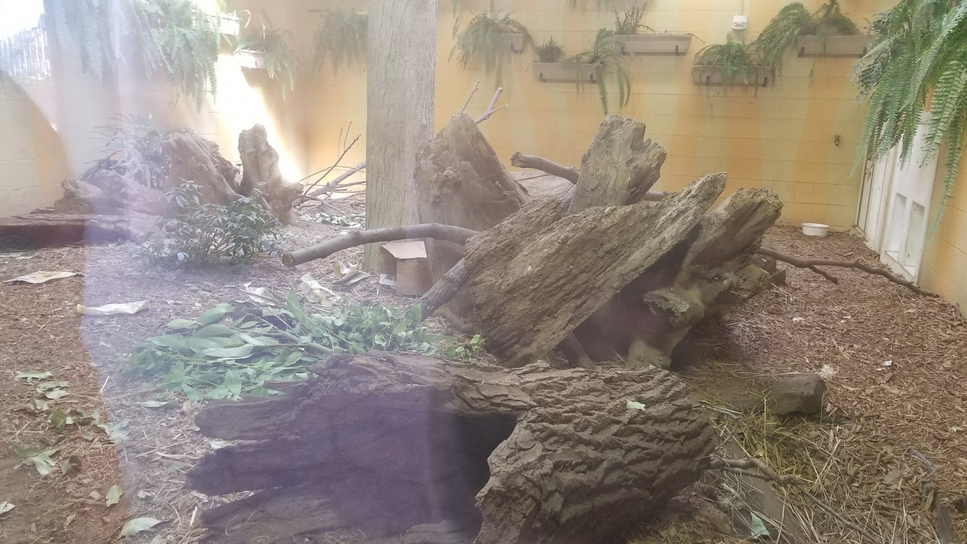 Mar. 2018 - Tembo Trail - Tasmanian Devil Exhibit