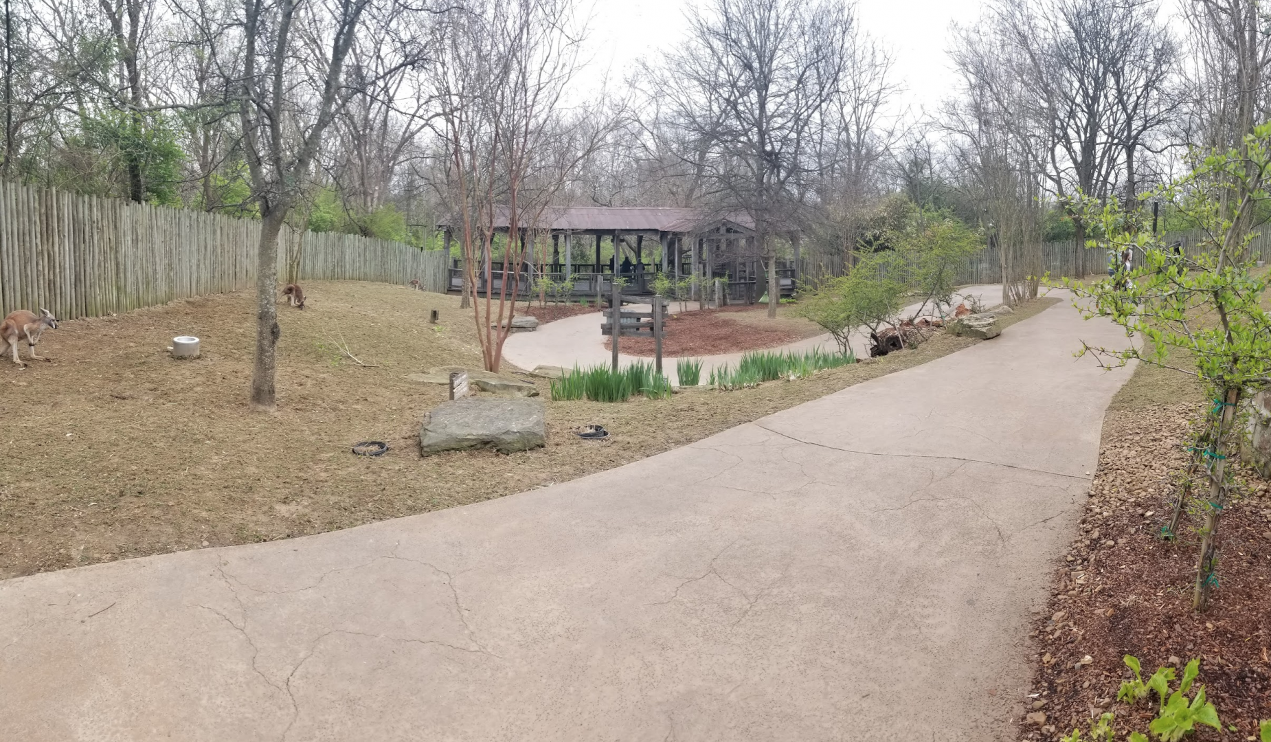 Mar. 2018 - The Jungle Loop - Kangaroo Kickabout