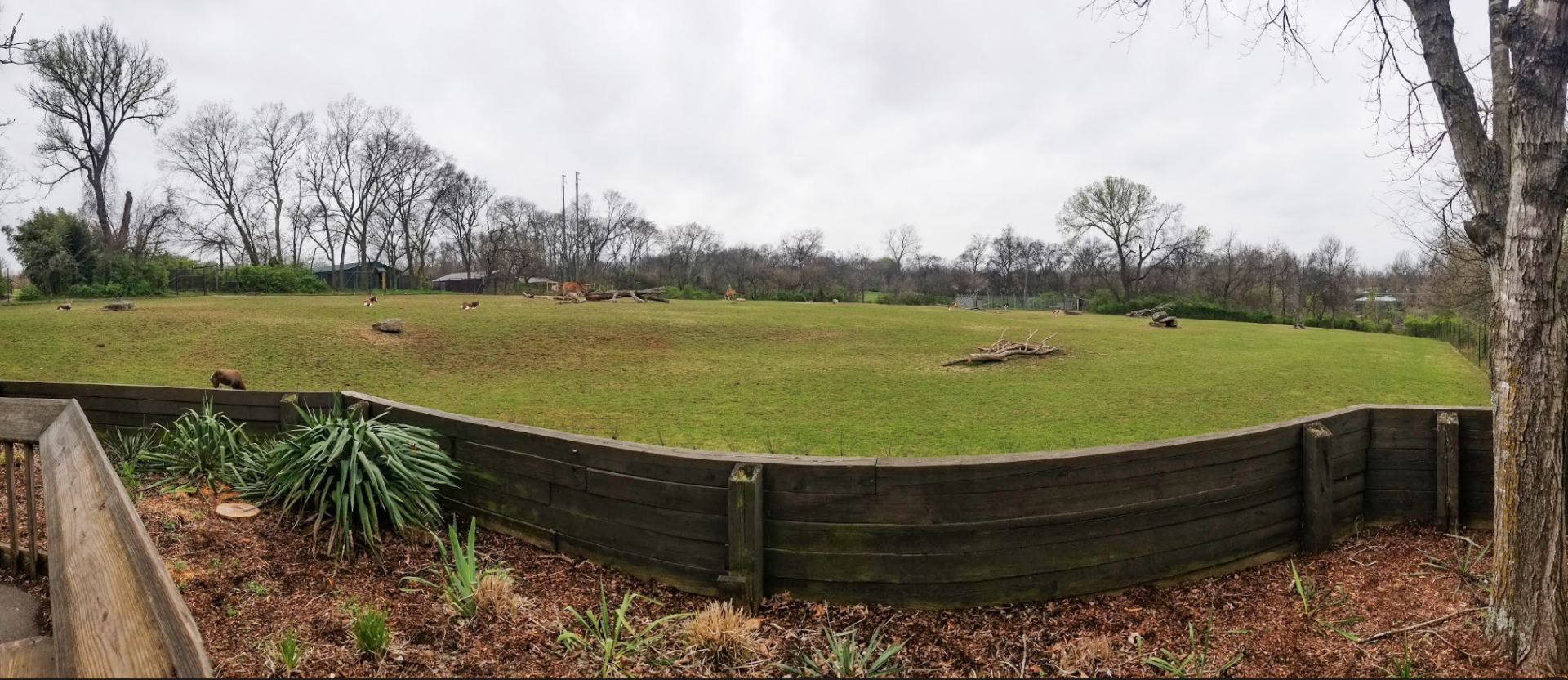 Mar. 2018 - The Jungle Loop - Mixed Species Savannah Panorama (6 Species)