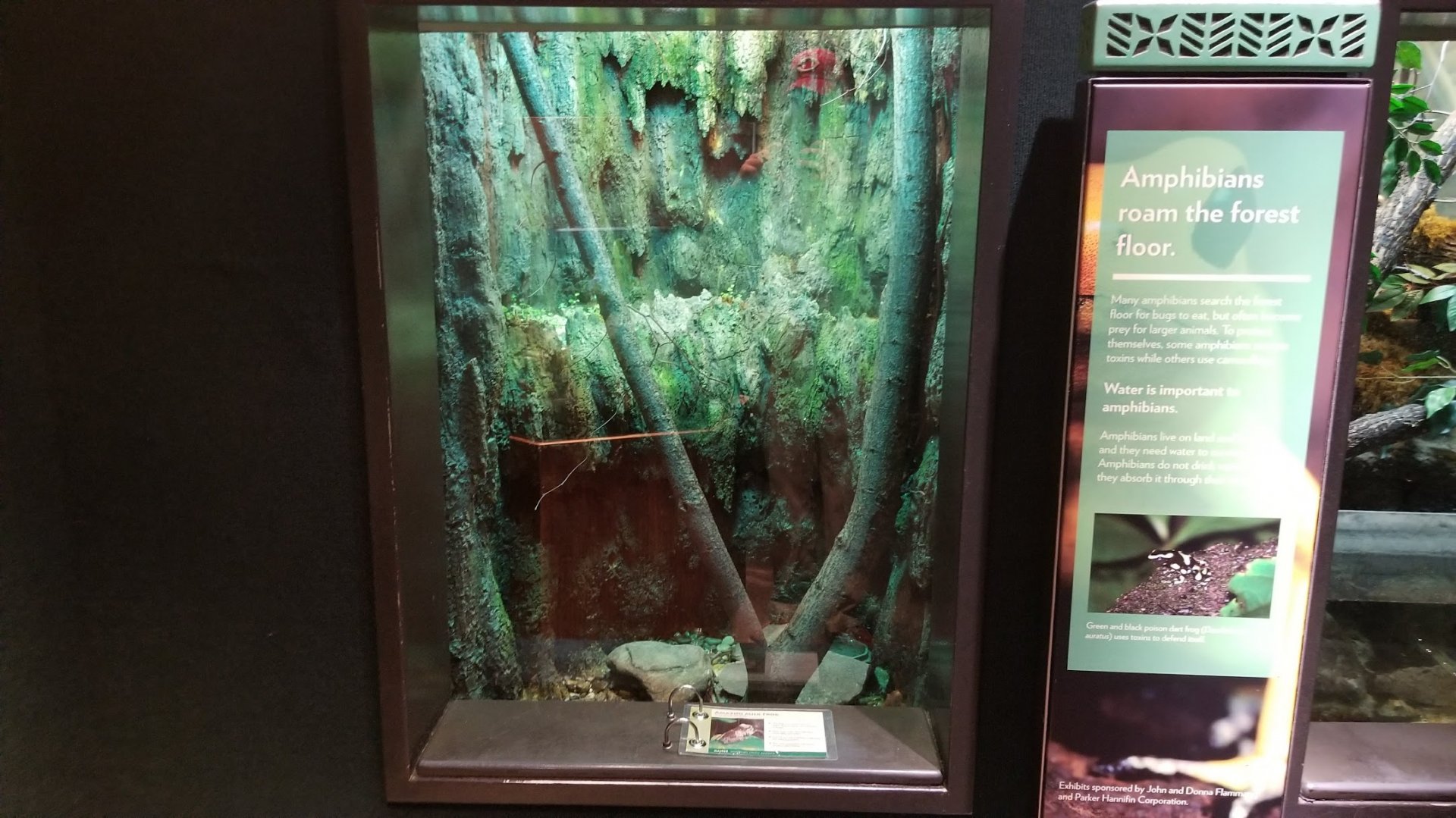 Mar. 2018 - The RainForest - Amazon Milk Frog Exhibit