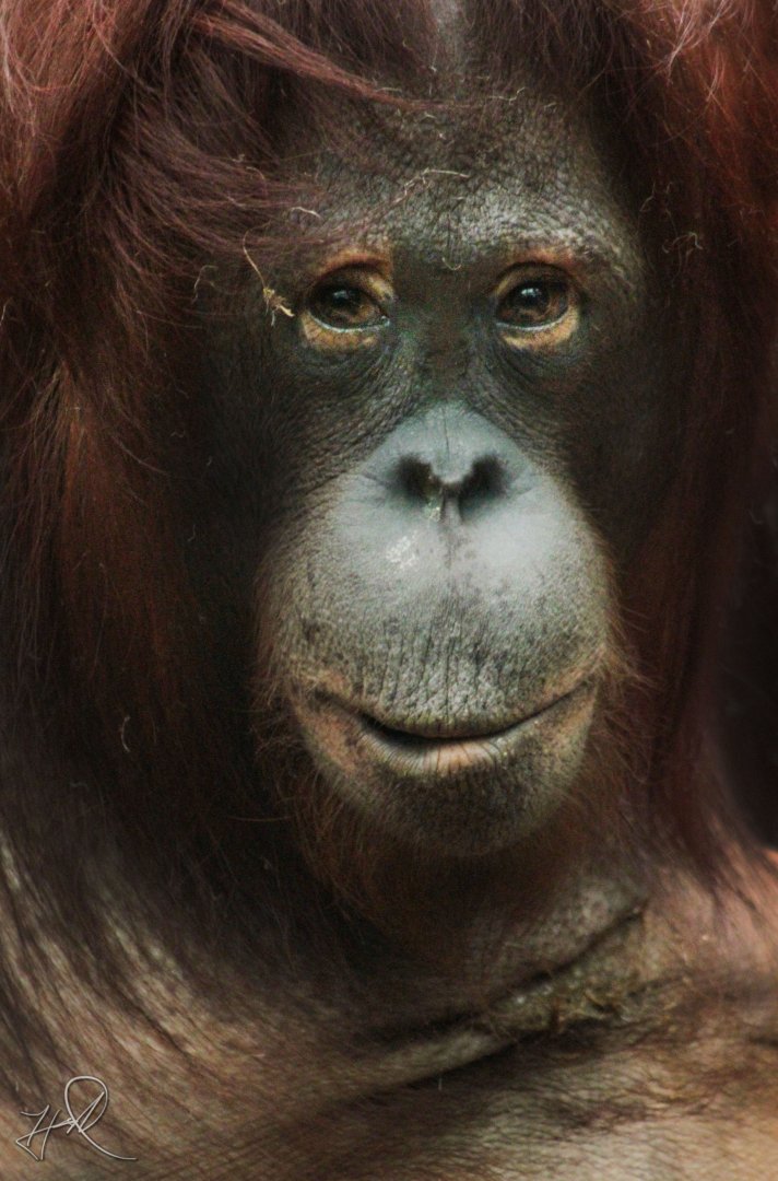 Mar. 2018 - The RainForest - Bornean Orangutan - Kera Wak