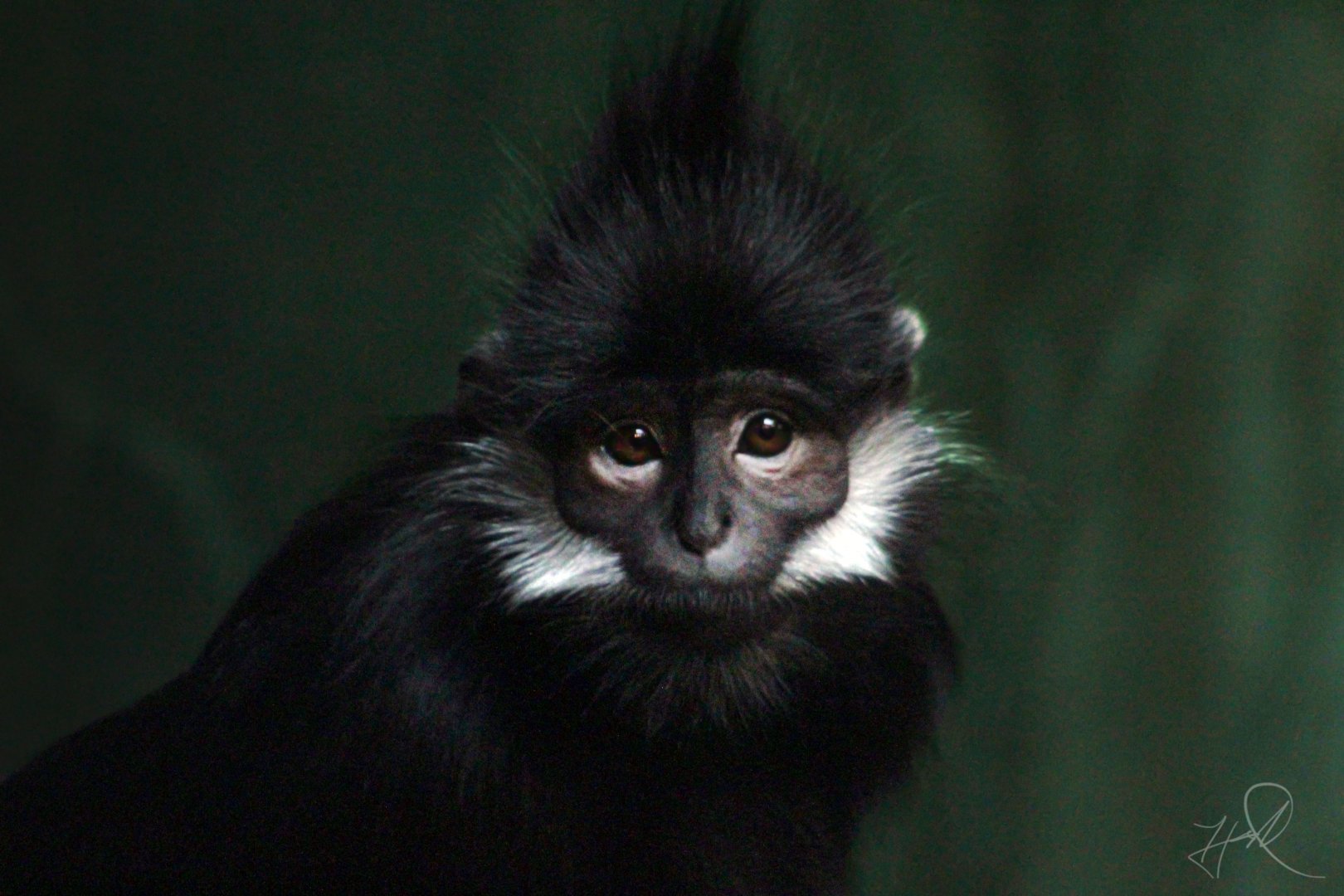 Mar. 2018 - The RainForest - Francois' Langur