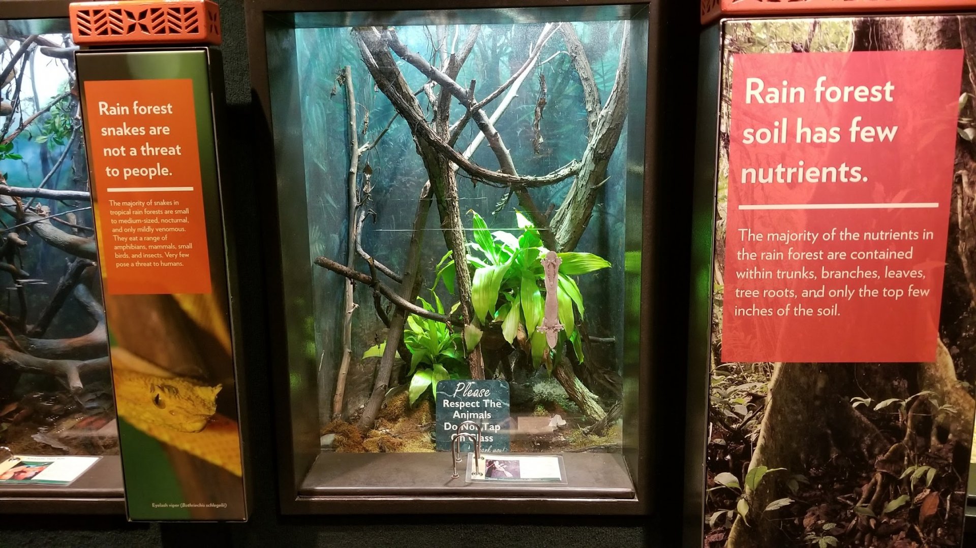 Mar. 2018 - The RainForest - Madagascar Leaf-tailed Gecko Exhibit