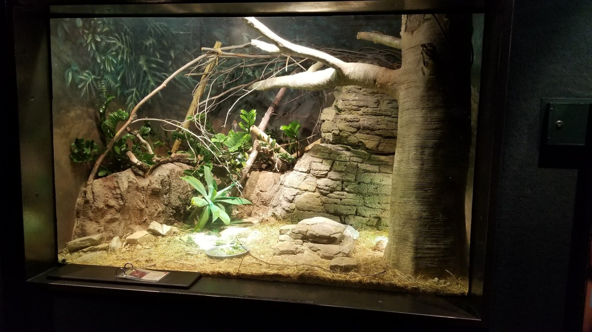 Mar. 2018 - The RainForest - Northern Spider Tortoise Exhibit