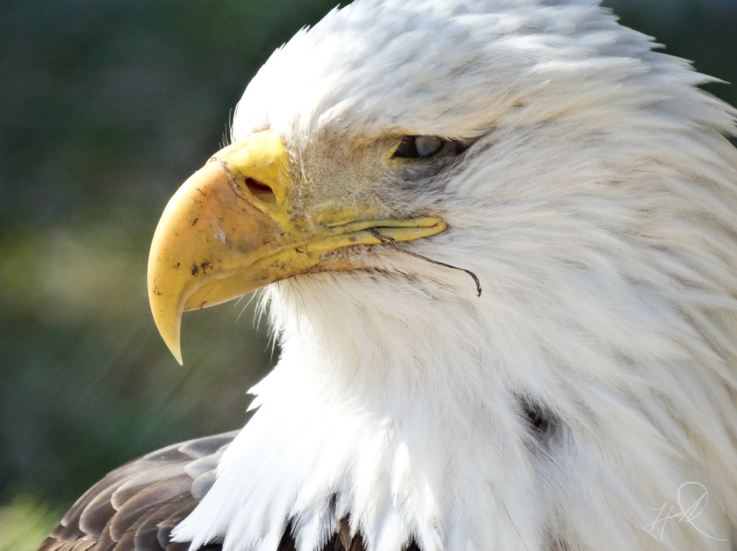 Mar. 2018 - The Rescue Roost - Bald Eagle