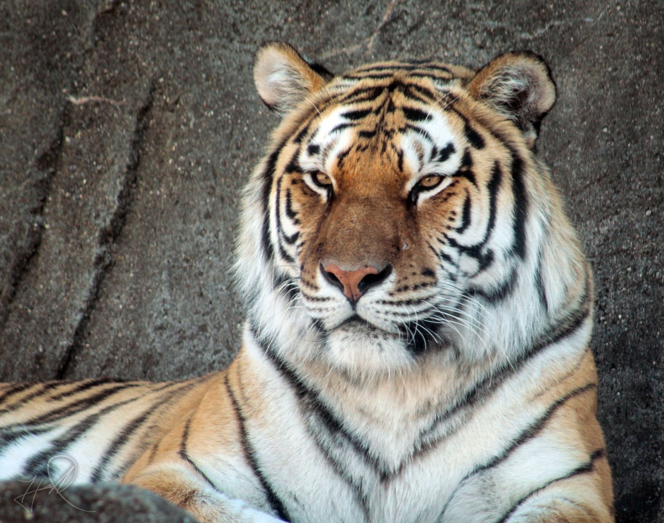 Mar. 2018 - Tiger Terrace - Amur Tiger