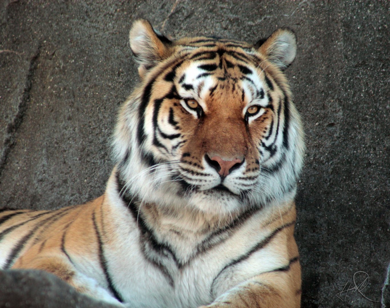 Mar. 2018 - Tiger Terrace - Amur Tiger