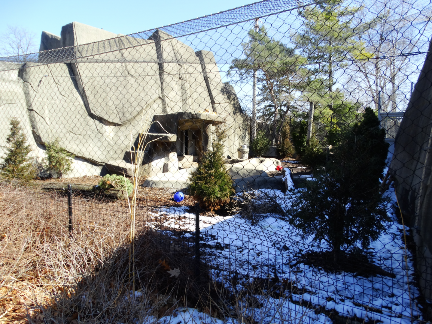 Mar. 2018 - Tiger Terrace - Dingo Exhibit