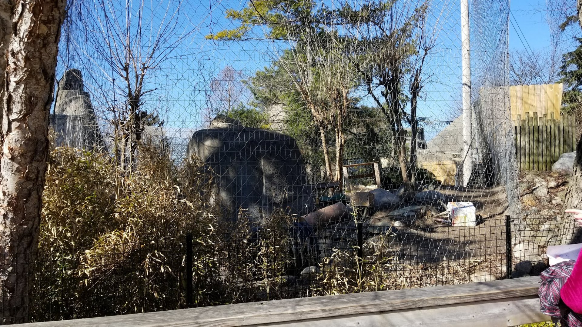 Mar. 2018 - Tiger Terrace - First Snow Leopard Exhibit