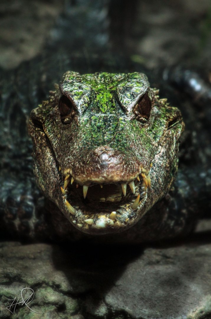 Mar. 2018 - Unseen New World - Dwarf Caiman