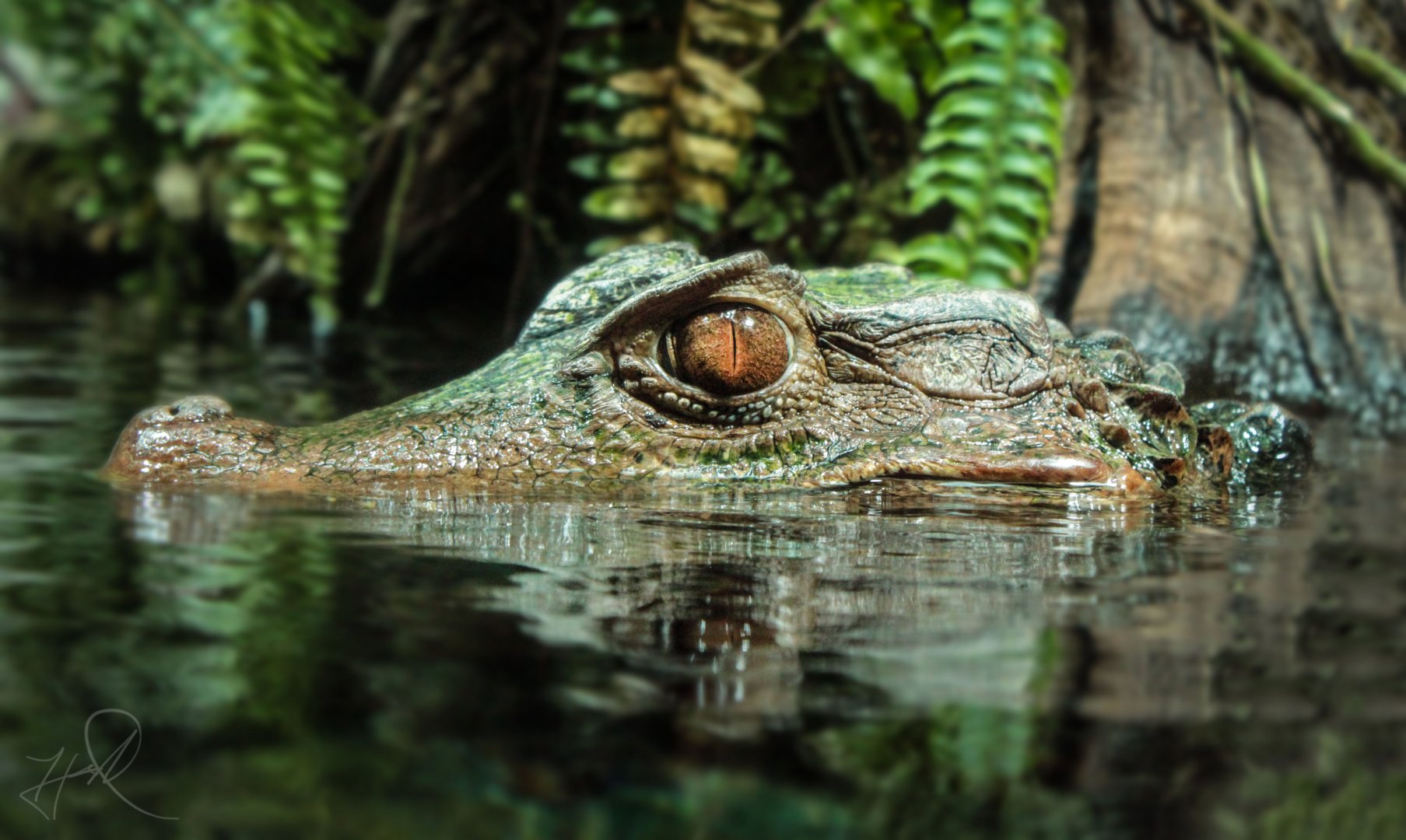 Mar. 2018 - Unseen New World - Dwarf Caiman