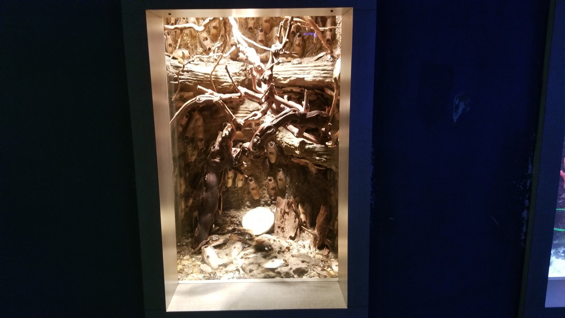 Mar. 2018 - Unseen New World - Giant Cockroach Exhibit