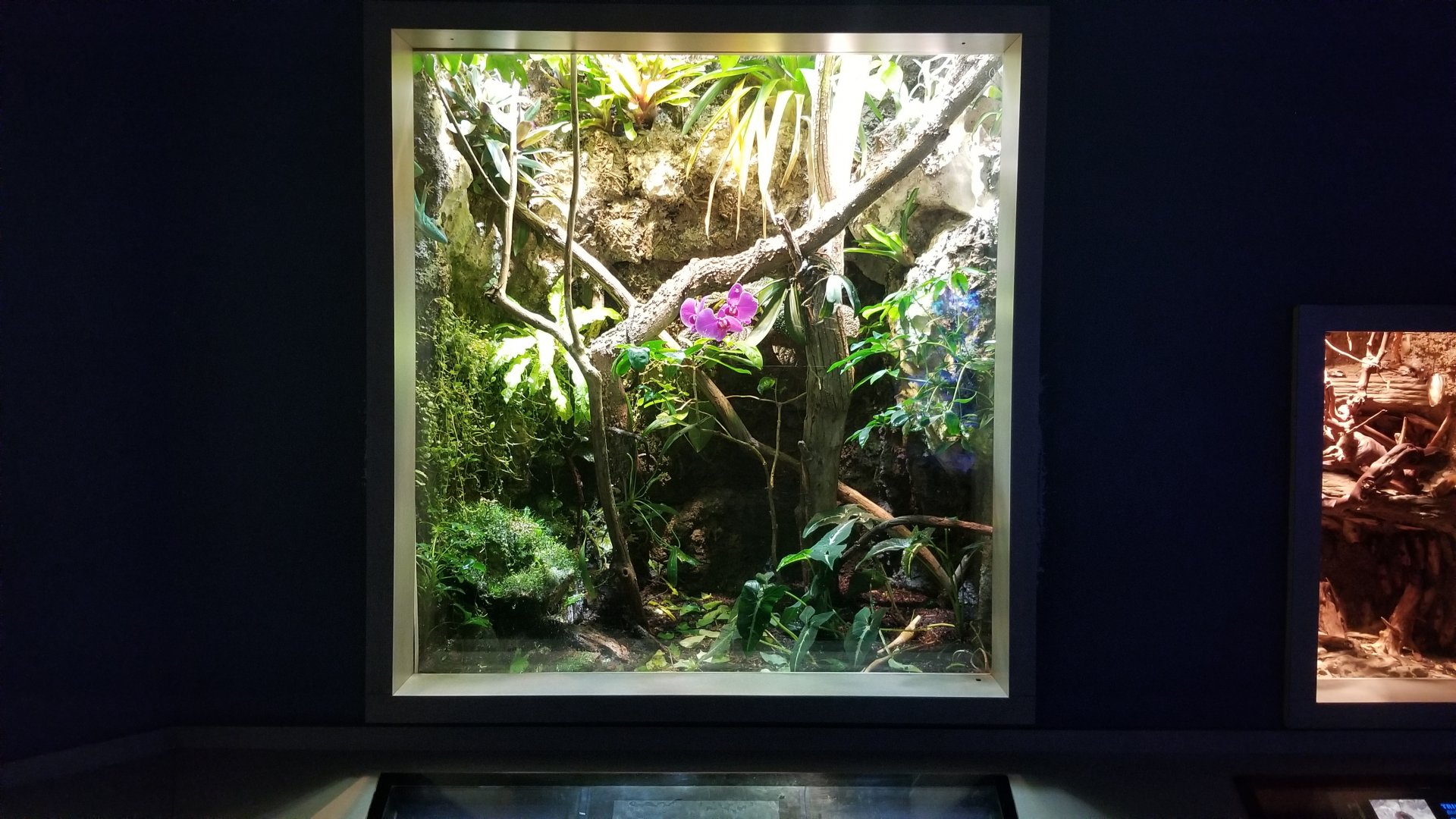 Mar. 2018 - Unseen New World - Giant Cuban Anole + False Chameleon Exhibit