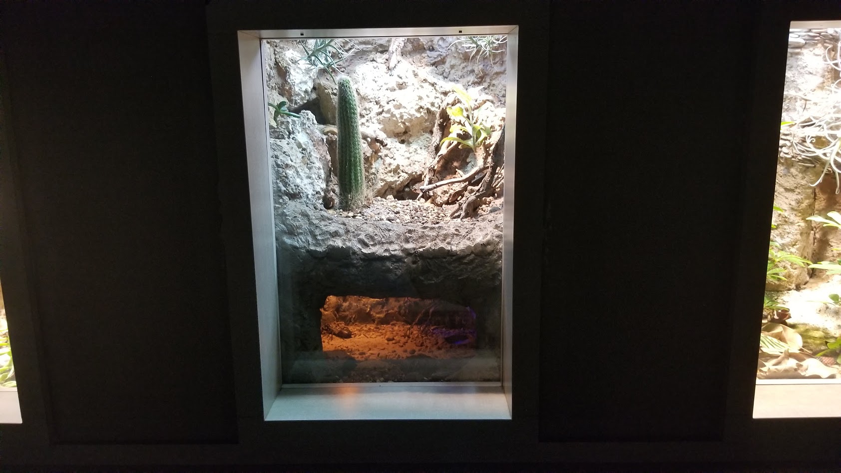 Mar. 2018 - Unseen New World - Giant Whip Scorpion Exhibit