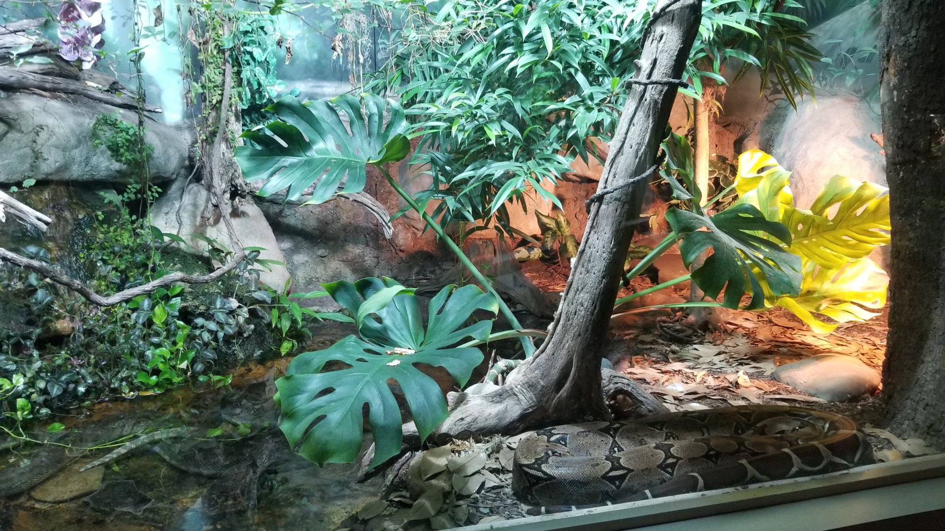 Mar. 2018 - Unseen New World - Green Anaconda + Boa Constrictor Exhibit