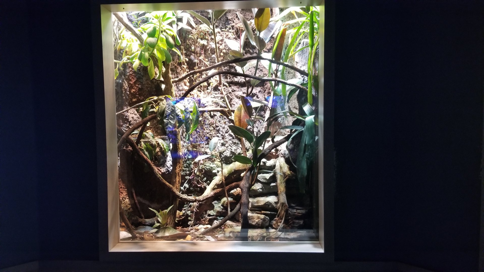 Mar. 2018 - Unseen New World - Haitian Anole + Hispianolan Tree Frog Exhibit