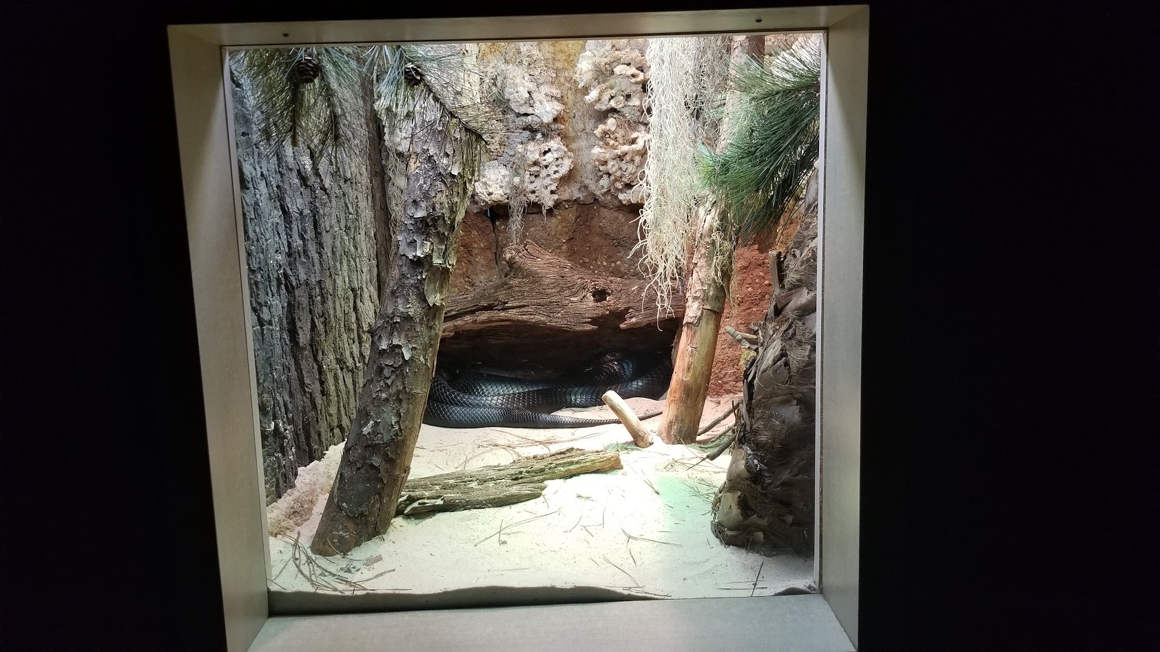 Mar. 2018 - Unseen New World - Indigo Snake Exhibit