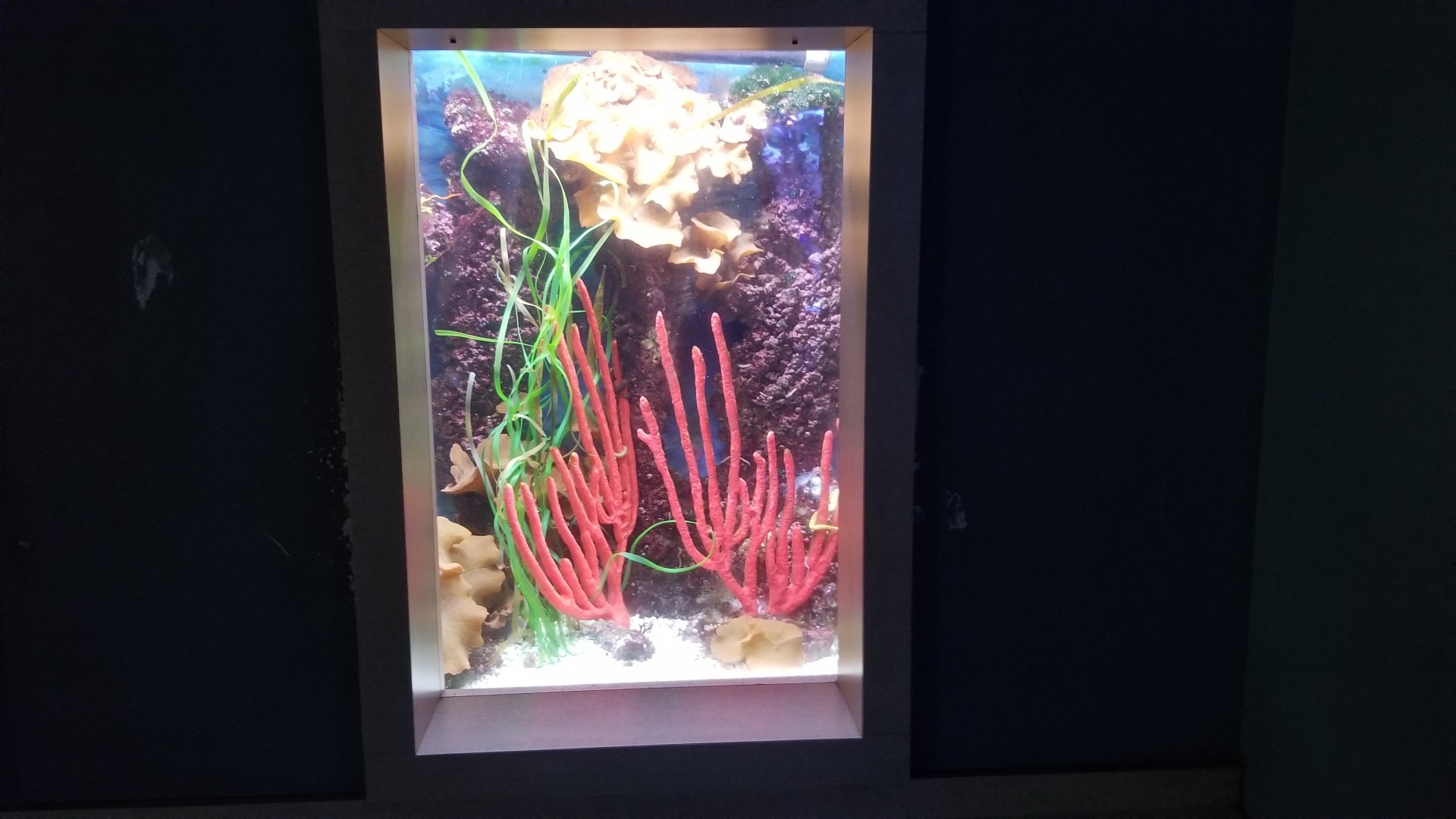 Mar. 2018 - Unseen New World - Lined Seahorse + Dusky Pipefish Tank