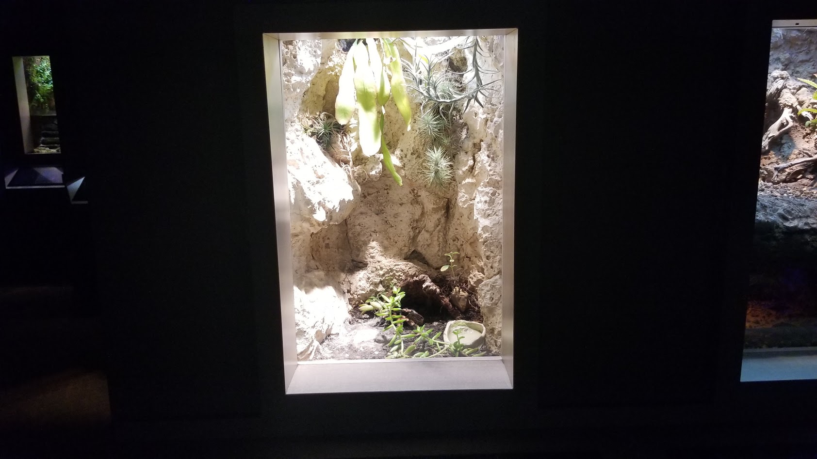 Mar. 2018 - Unseen New World - Mexican Redknee Tarantula