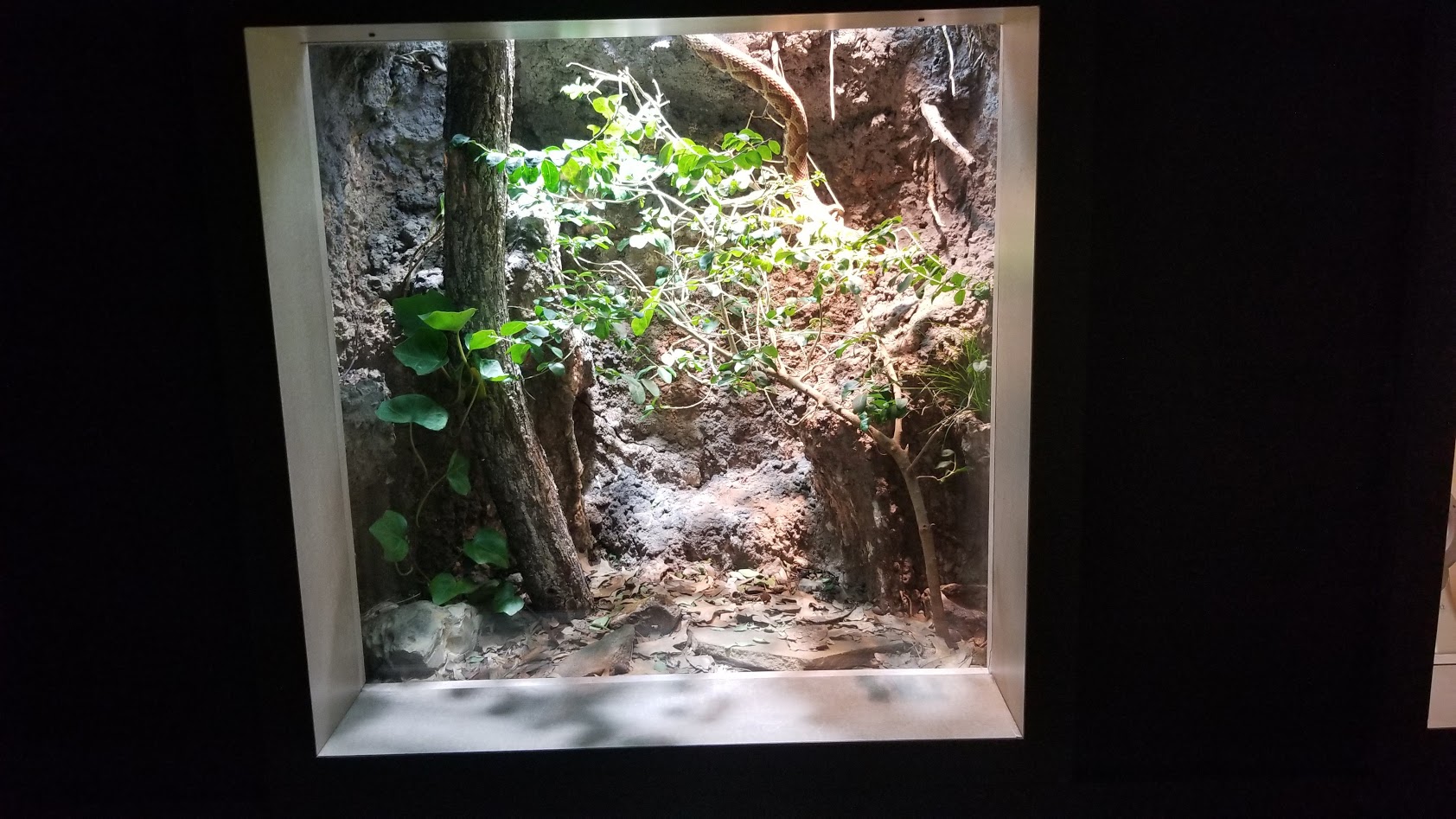 Mar. 2018 - Unseen New World - Northern Copperhead Exhibit