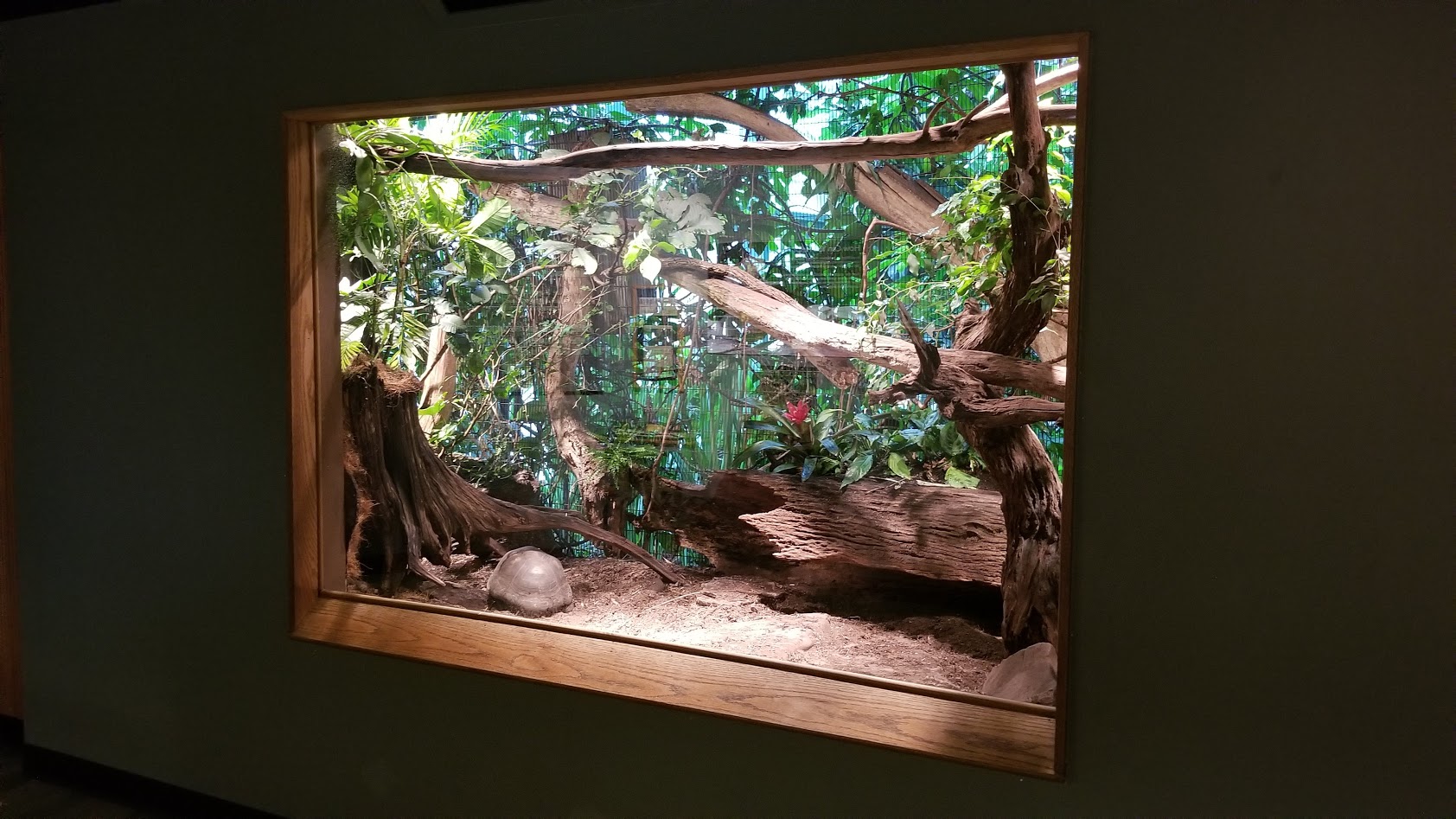 Mar. 2018 - Unseen New World - Red-footed Tortoise + Black-and-White Tegu Exhibit