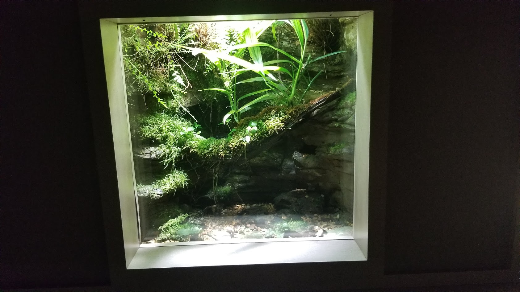 Mar. 2018 - Unseen New World - Tiger Salamander Exhibit