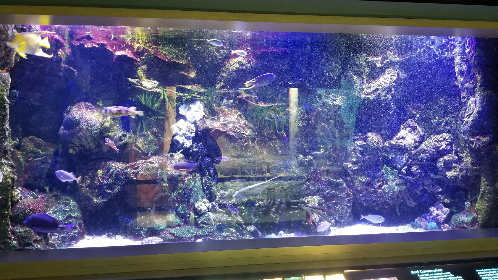 Mar. 2018 - Unseen New World - West Indes Tank (12 Species)
