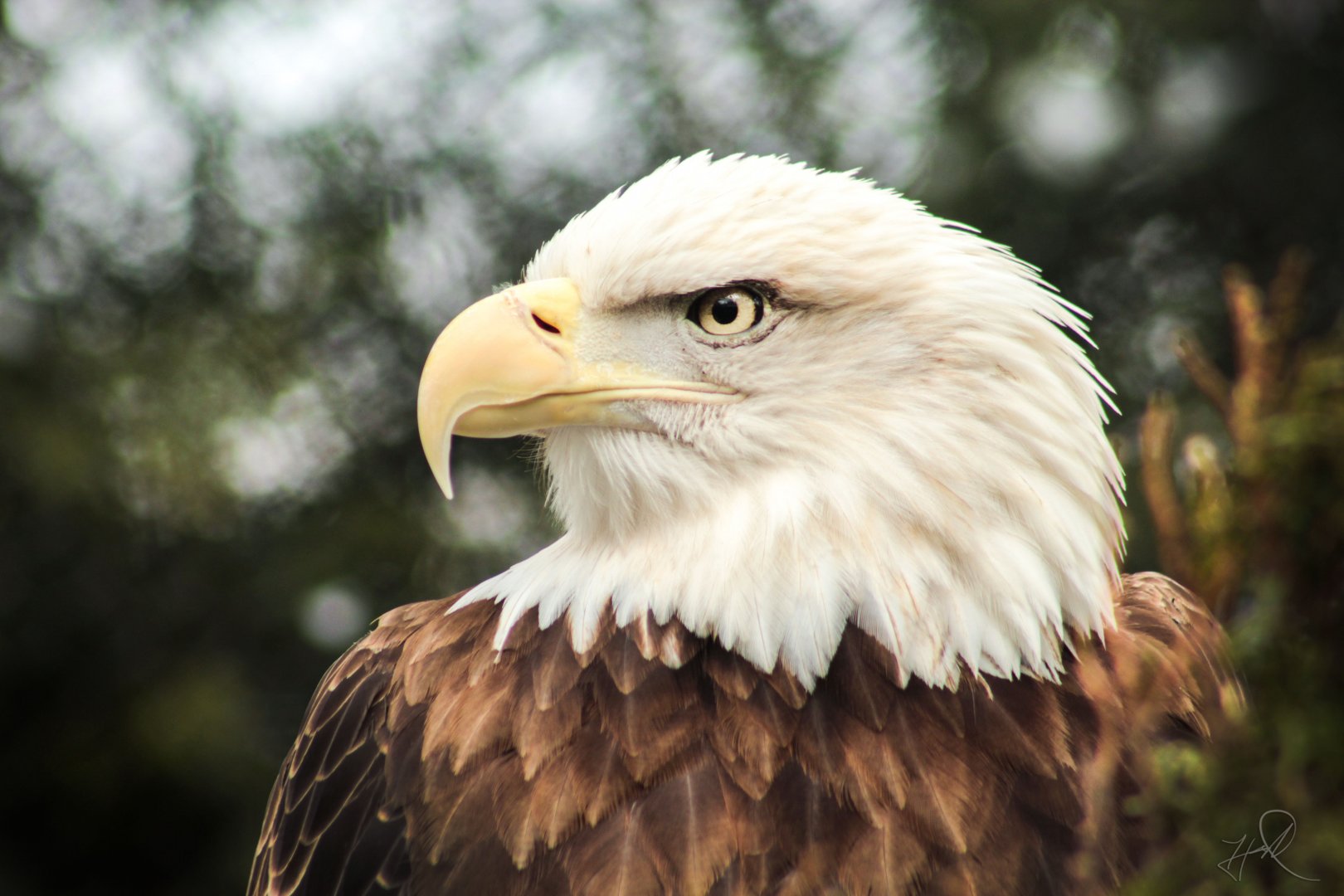 Mar. 2018 - Wilderness Trek - Bald Eagle