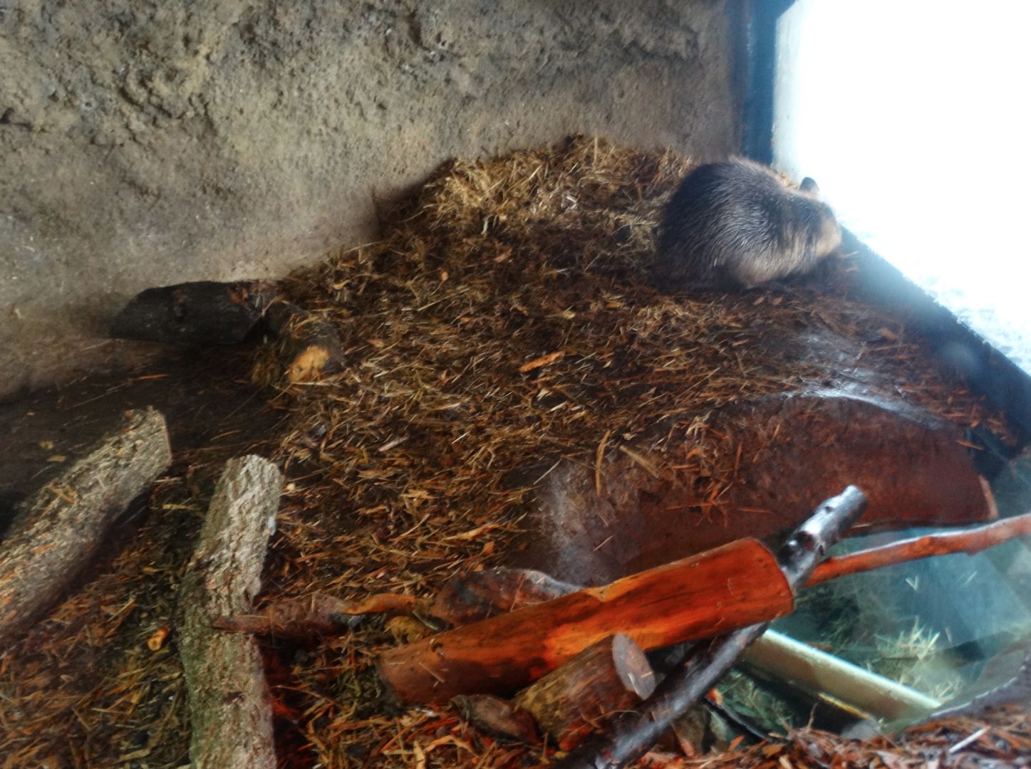 Mar. 2018 - Wilderness Trek - Beaver Den