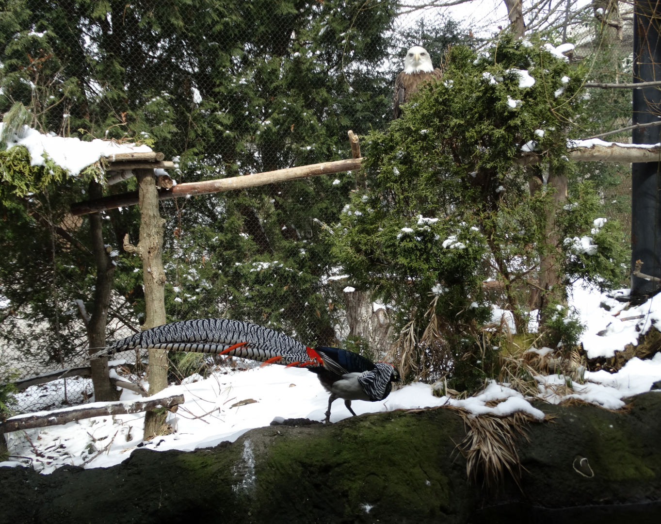 Mar. 2018 - Wilderness Trek - In the Wrong Exhibit!