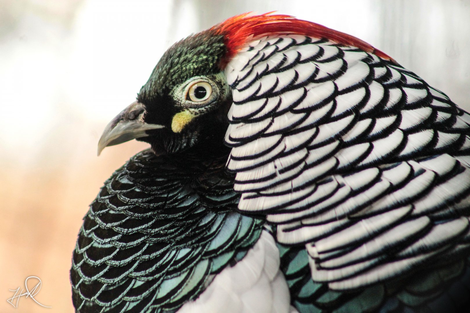 Mar. 2018 - Wilderness Trek - Lady Amherst's Pheasant