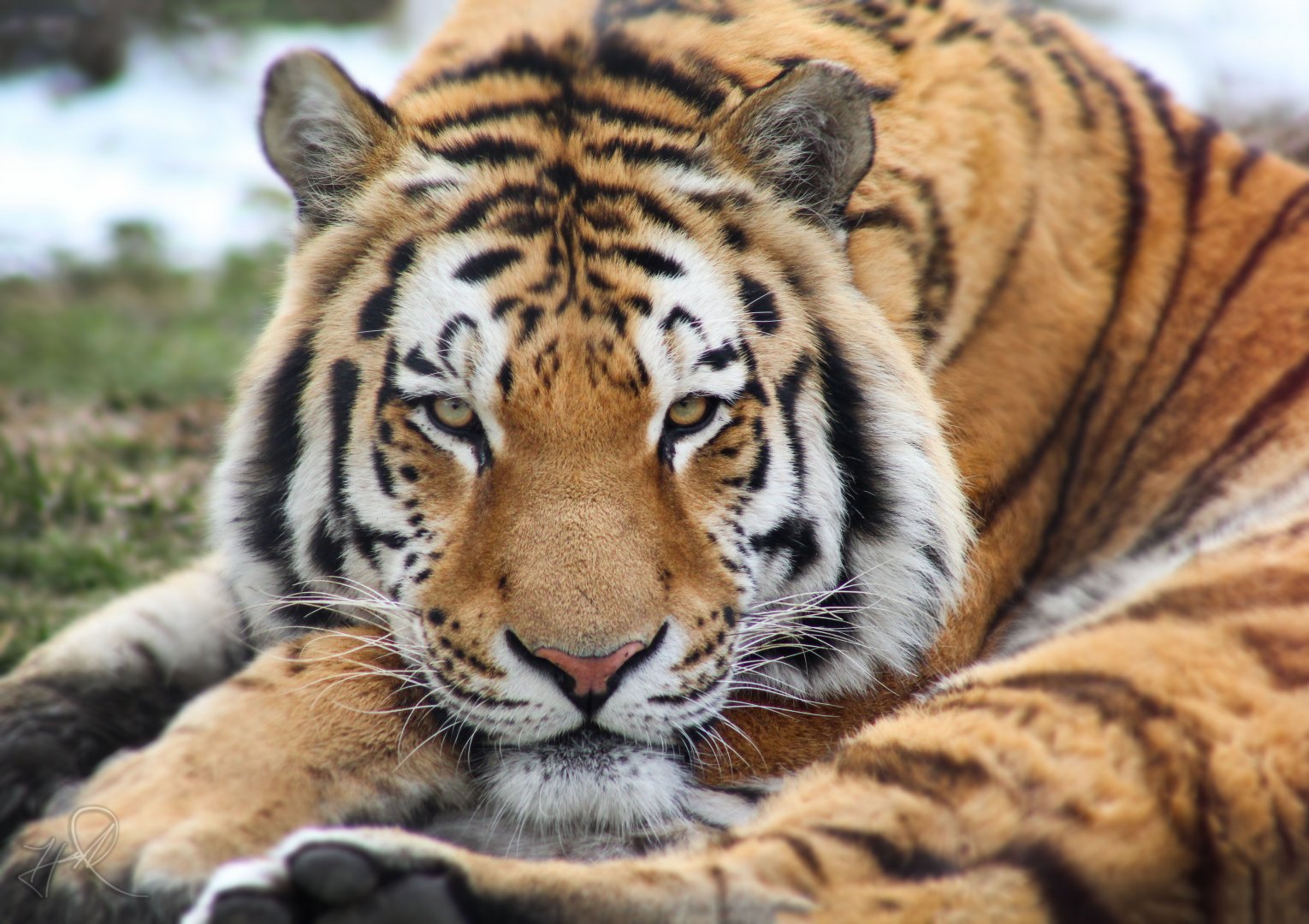 Mar. 2018 - Wilderness Trek - Tiger Passage - Amur Tiger