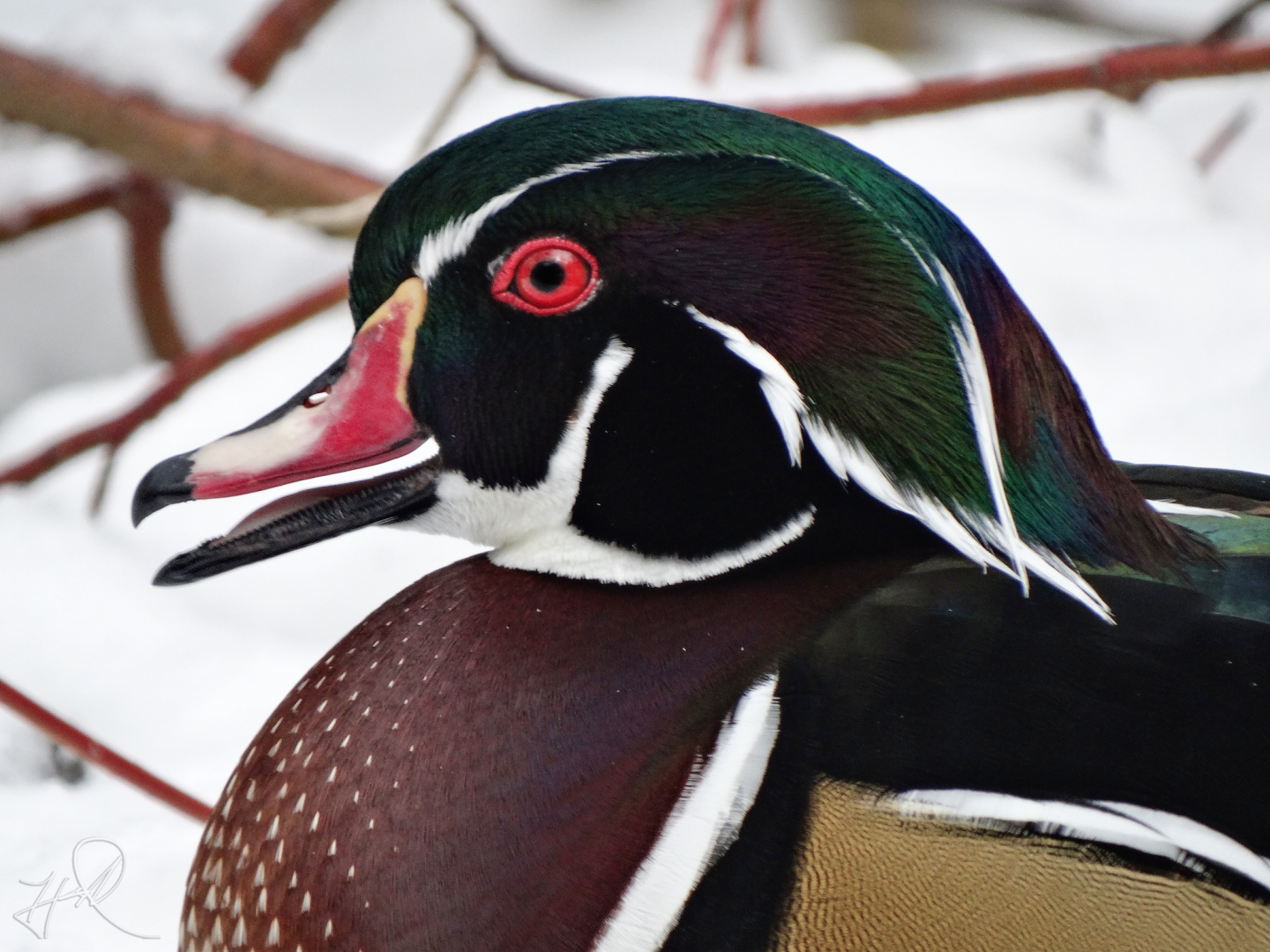Mar. 2018 - Wilderness Trek - Wood Duck