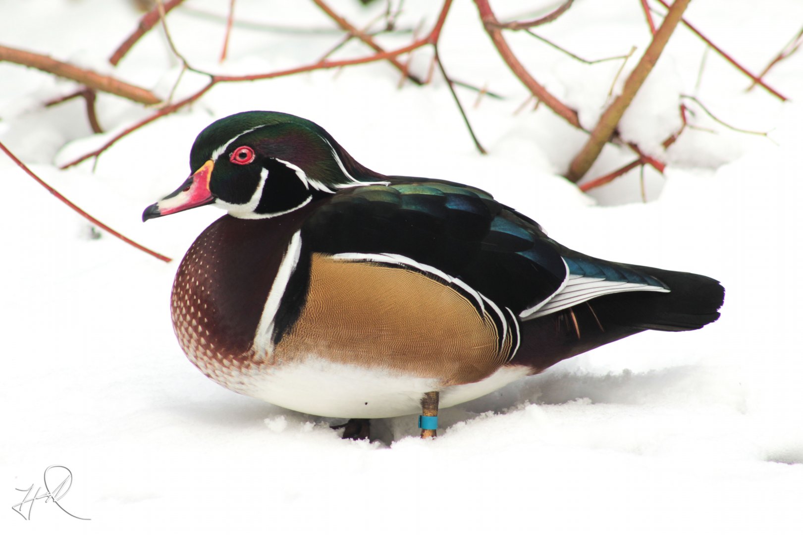 Mar. 2018 - Wilderness Trek - Wood Duck