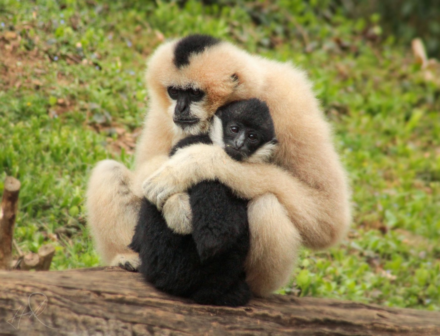Mar. 2018 - Zoo Central - Gibbon Islands - Singwah & Makaio