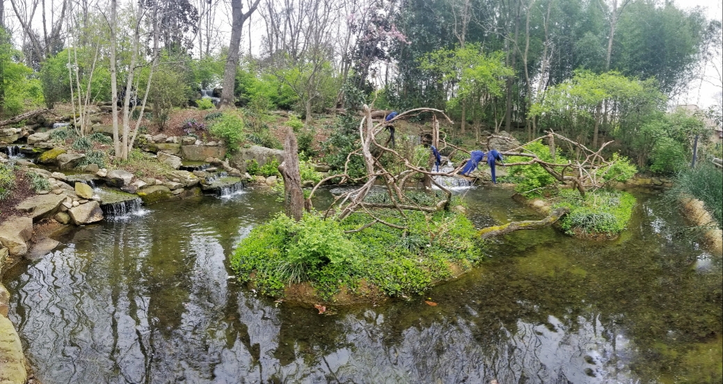 Mar. 2018 - Zoo Central - Hyacinth Macaw Island Panorama