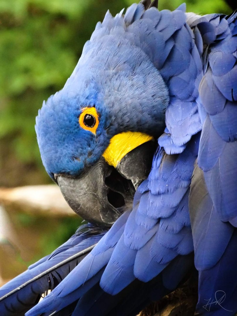 Mar. 2018 - Zoo Central - Hyacinth Macaw