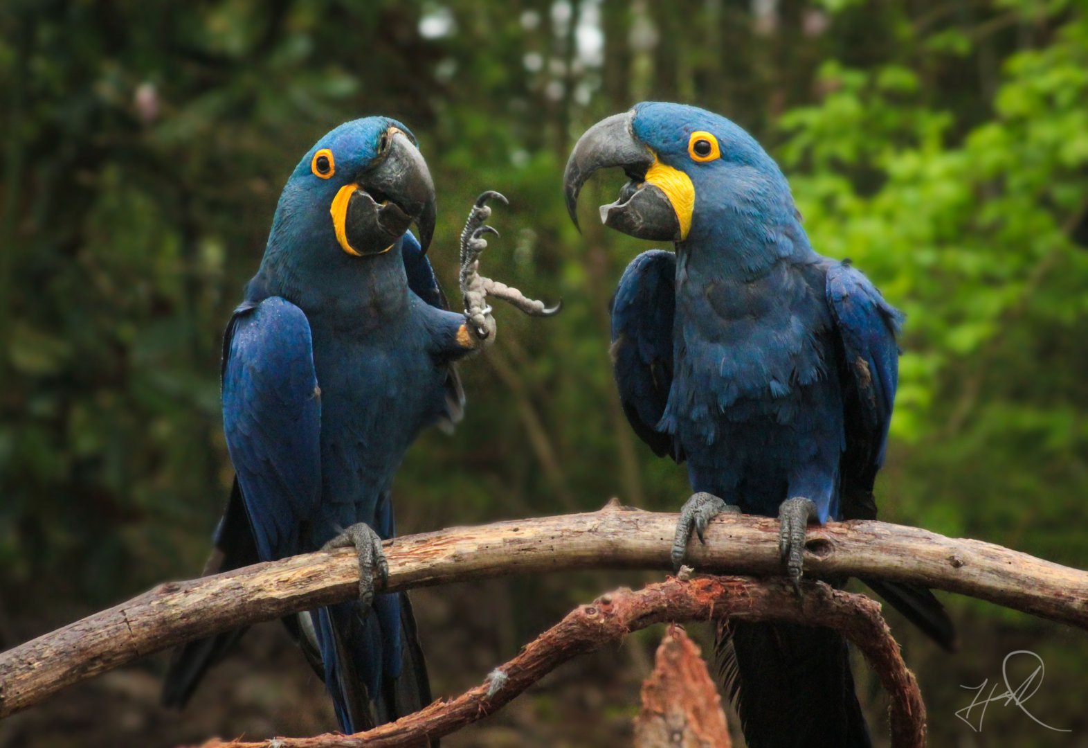 Mar. 2018 - Zoo Central - Hyacinth Macaws