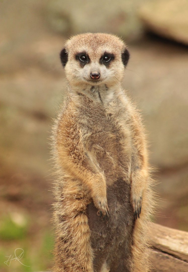 Mar. 2018 - Zoo Central - Meerkat