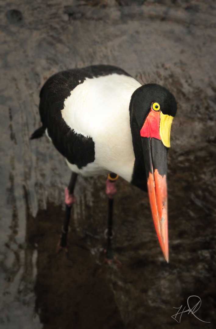 Mar. 2018 - Zoo Central - Saddle-billed Stork