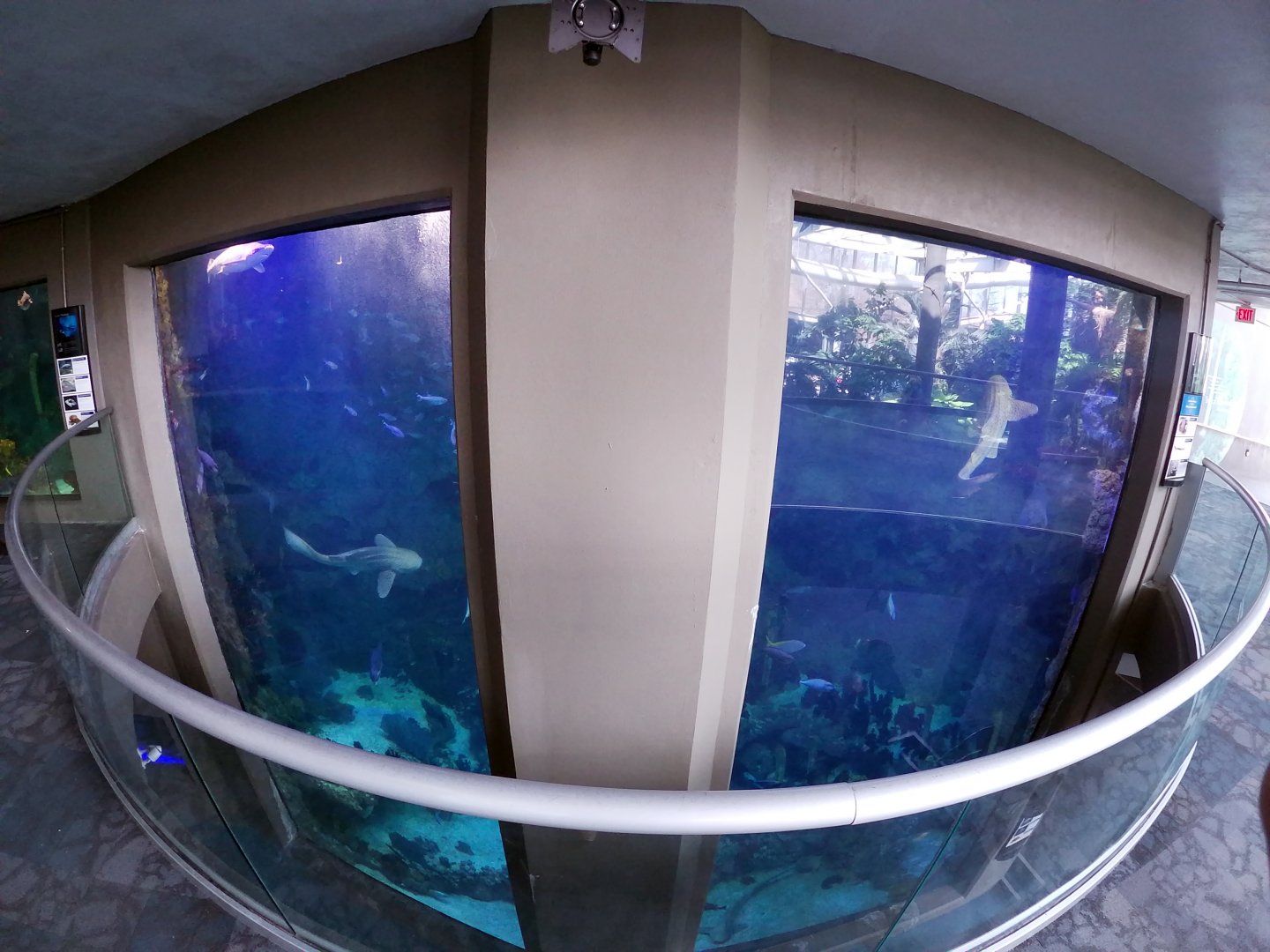 Mar. 2019 - PPG Aquarium - Open Ocean Tank