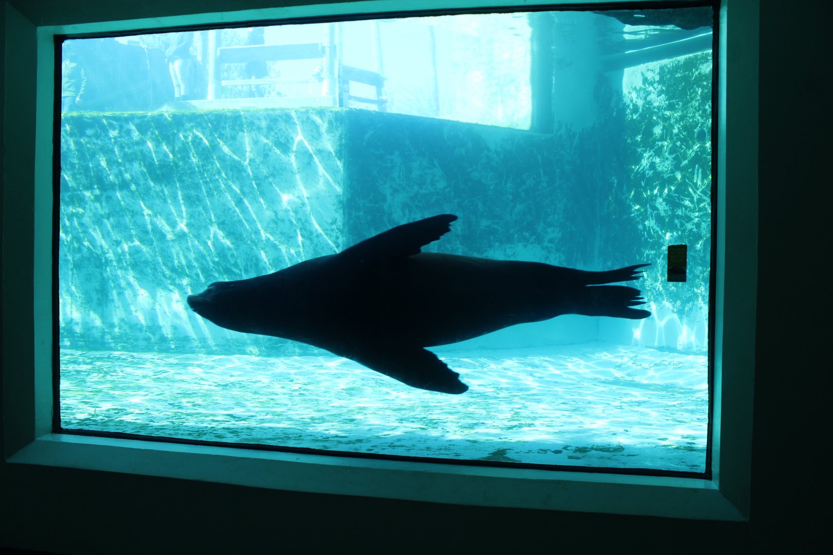 Mar. 2019 - Water's Edge - California Sea Lion/Northern Elephant Seal Tank