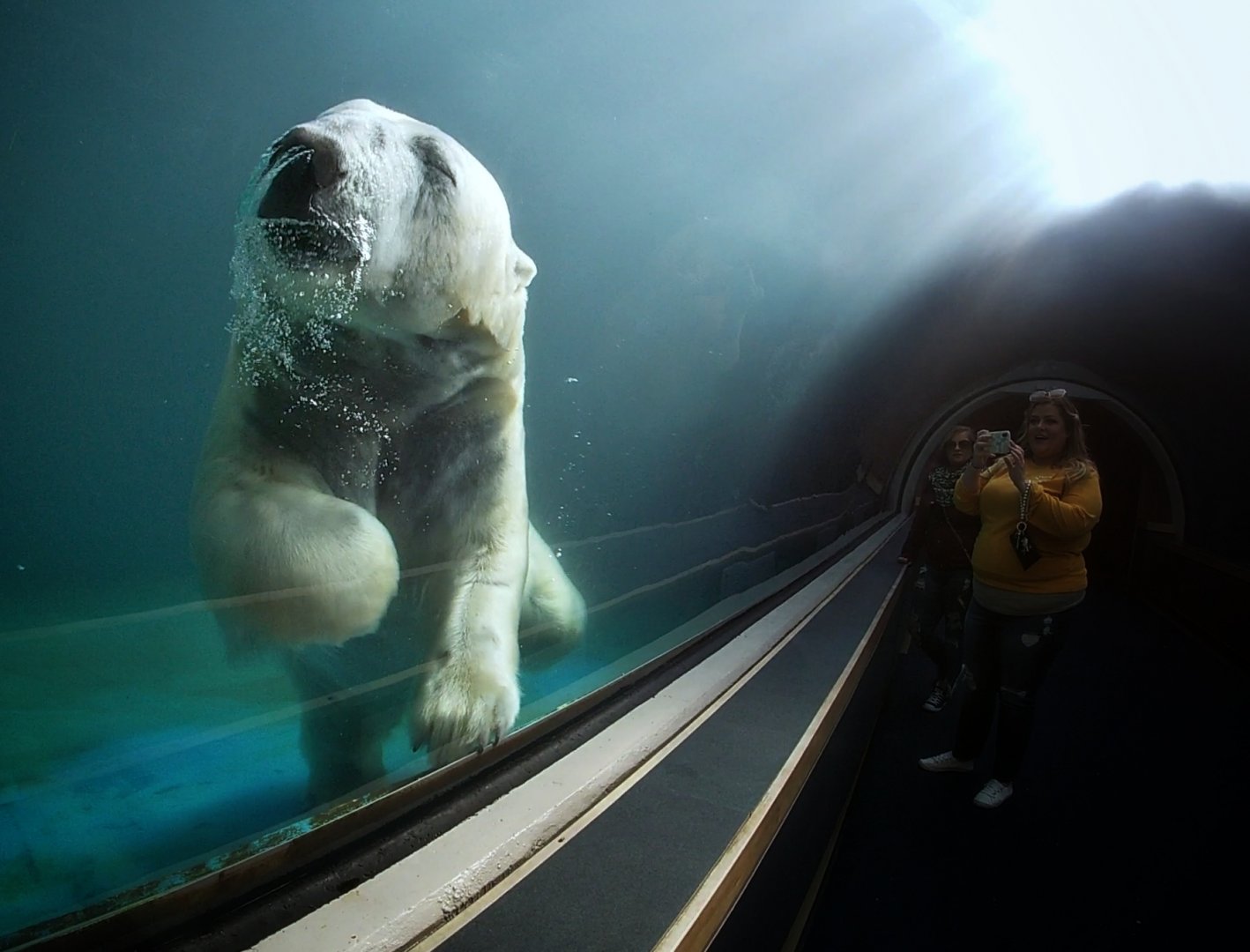 Mar. 2019 - Water's Edge - Polar Bear Tunnel