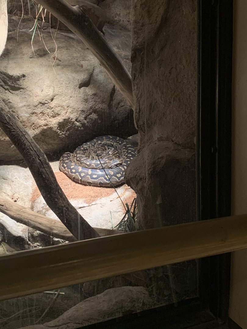 Mar. 2020 - African rock python