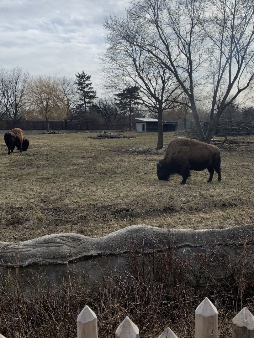 Mar. 2020 - American bison