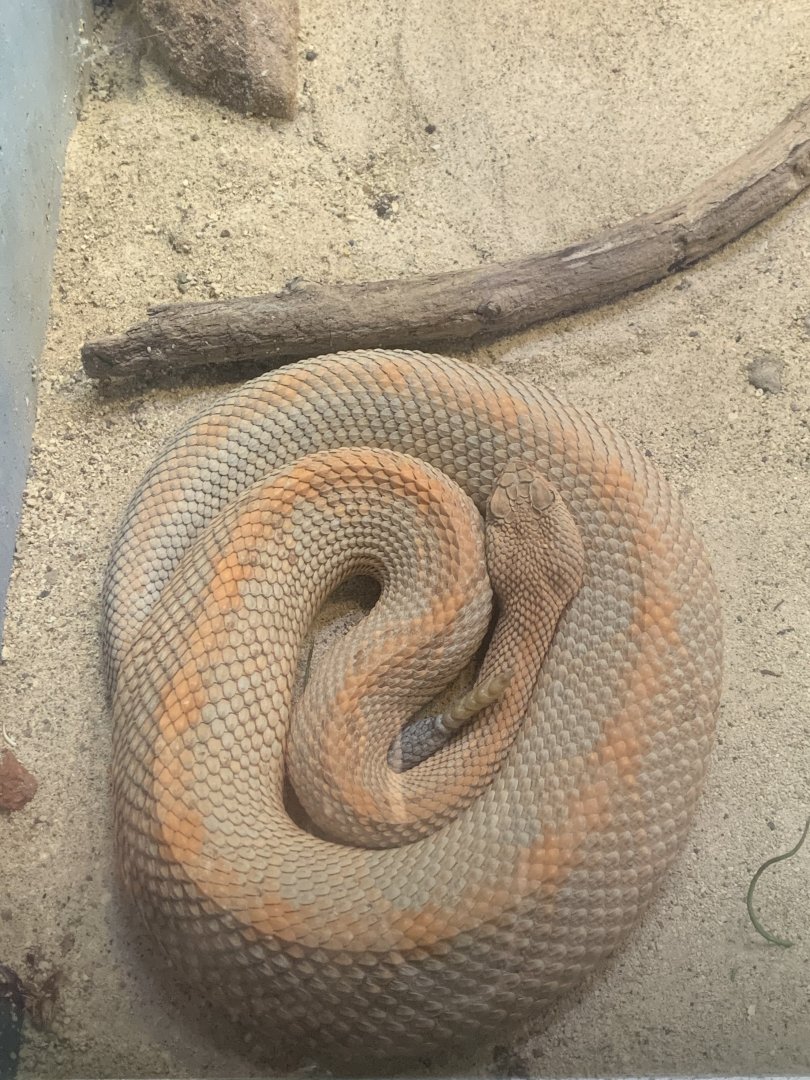 Mar. 2020 - Aruba Island rattlesnake