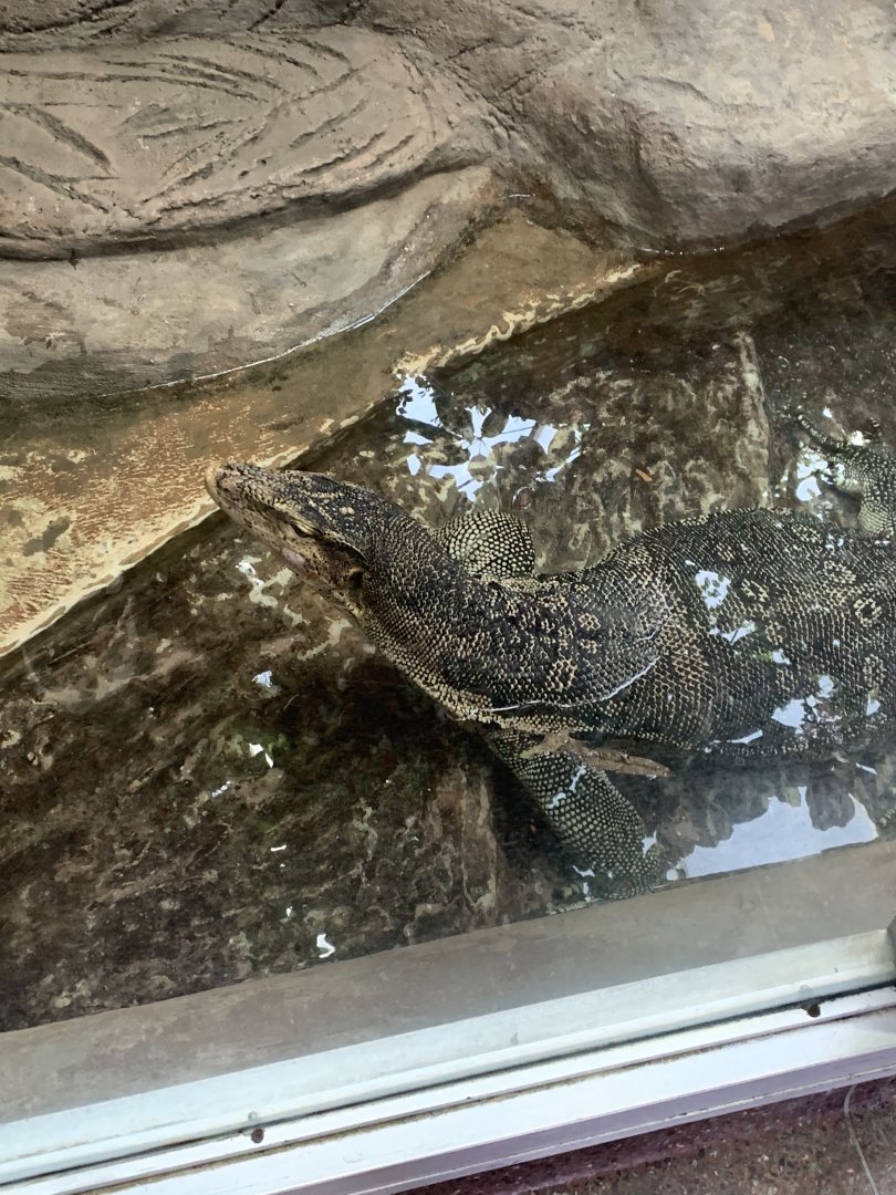 Mar. 2020 - Asian water monitor