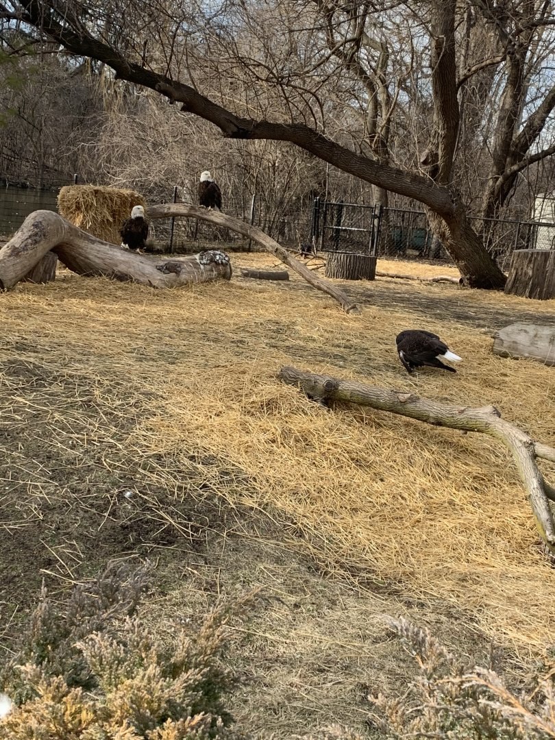 Mar. 2020 - Bald eagle