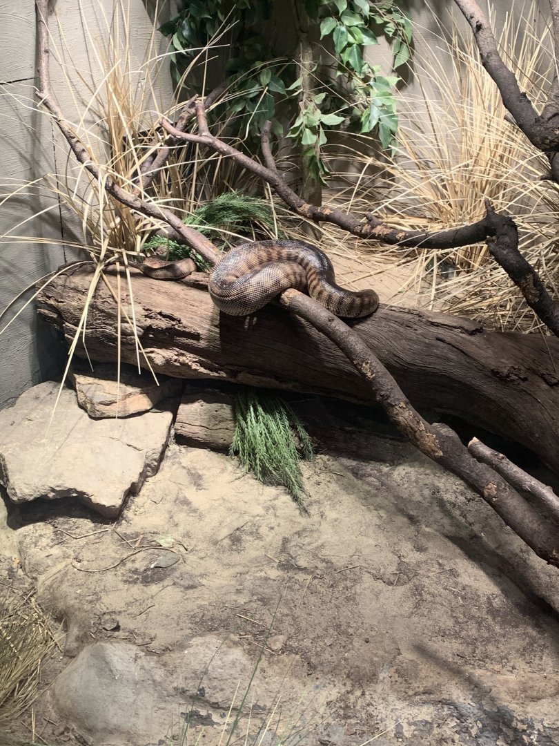 Mar. 2020 - Black-headed python